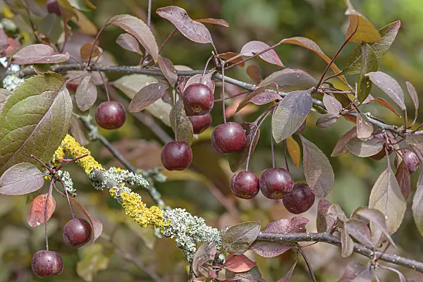 607154 - Crab apple (Malus Coccinella)