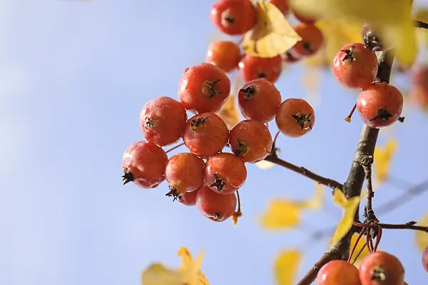 535295 - Crab apple (Malus Evereste)