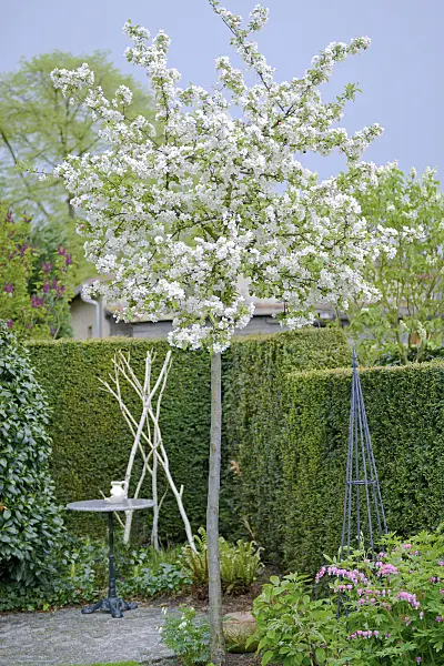 535296 - Crab apple (Malus Evereste)