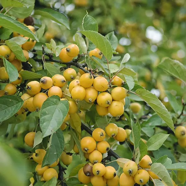 490092 - Crab apple (Malus Golden Hornet)
