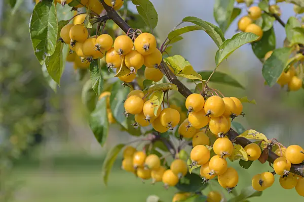 535297 - Crab apple (Malus Golden Hornet)