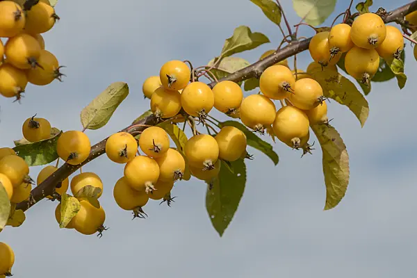 547177 - Crab apple (Malus Golden Hornet)