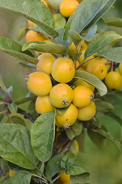 549006 - Crab apple (Malus Golden Hornet)