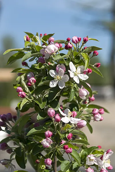 651379 - Crab apple (Malus Golden Hornet)