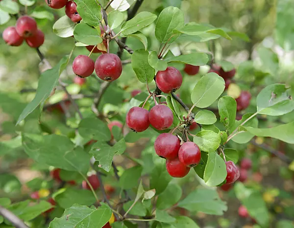 471406 - Crab apple (Malus Gorgeous)