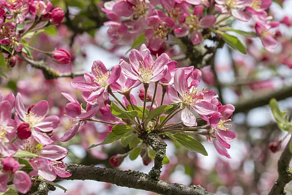 607136 - Crab apple (Malus Hillieri)