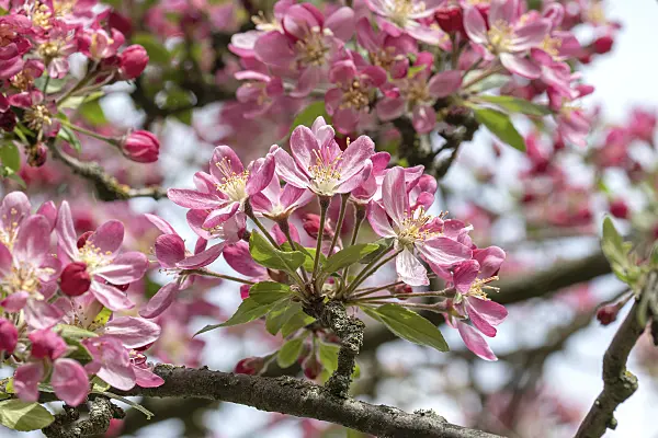 607138 - Crab apple (Malus Hillieri)
