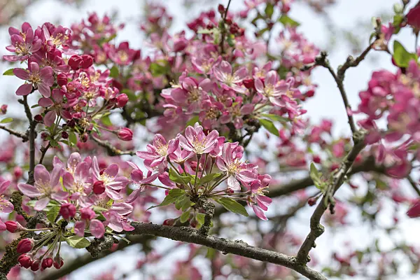 607139 - Crab apple (Malus Hillieri)