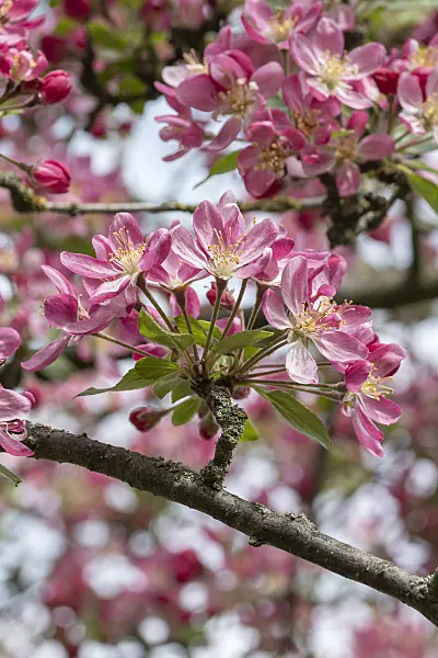 607140 - Crab apple (Malus Hillieri)