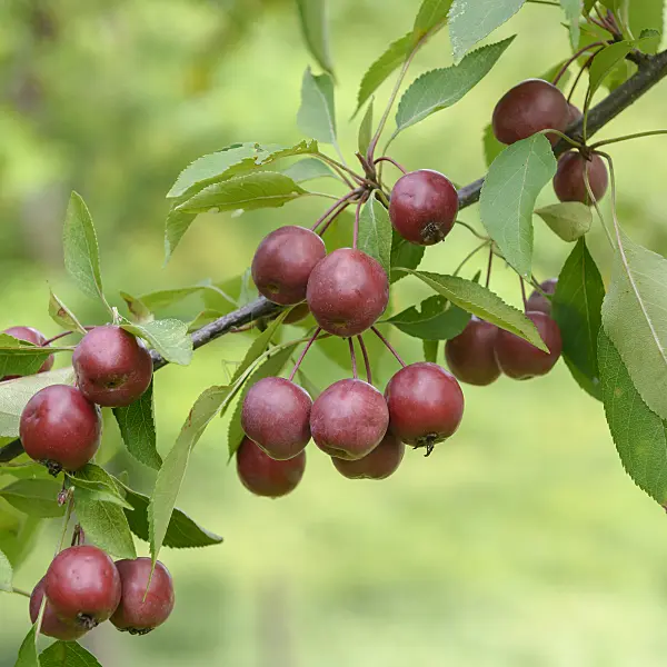 575139 - Crab apple (Malus Hopa)