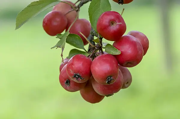 593138 - Crab apple (Malus Hopa)