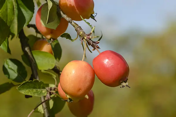 593139 - Crab apple (Malus John Downie)