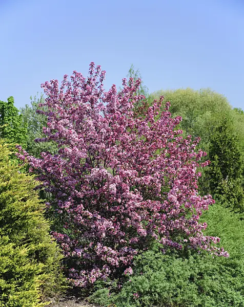 547178 - Crab apple (Malus Liset)