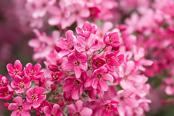 664253 - Crab apple (Malus Liset)
