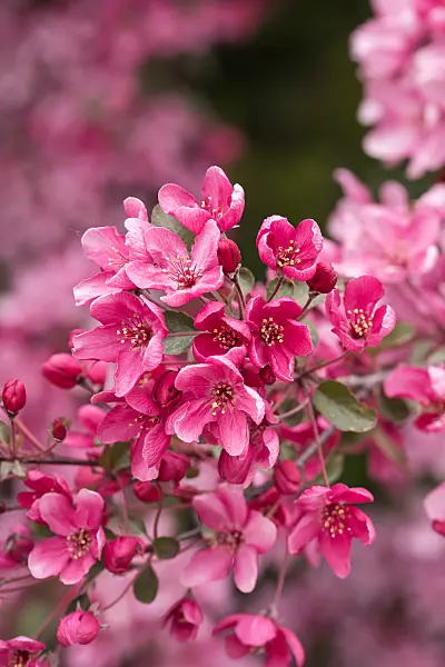 664254 - Crab apple (Malus Liset)