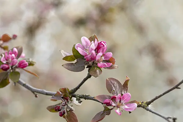 607145 - Crab apple (Malus Neville Copeman)