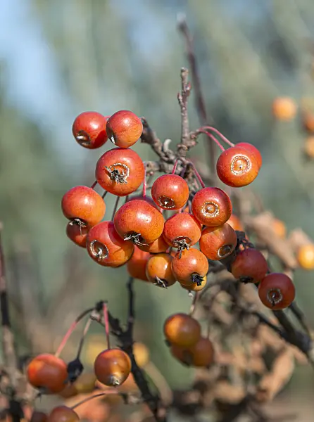 651380 - Crab apple (Malus Pom Zai)