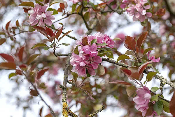 607146 - Crab apple (Malus Red Tip)