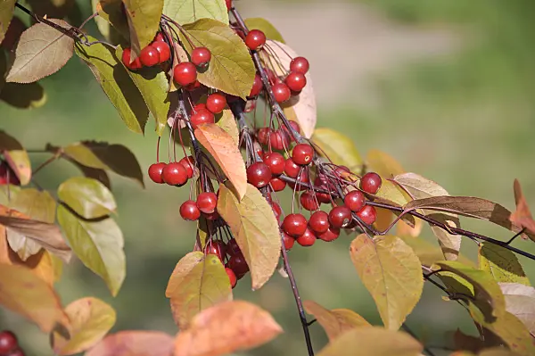535301 - Crab apple (Malus Robinson)