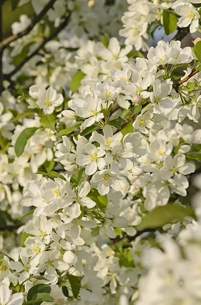 520038 - Crab apple (Malus rockii)