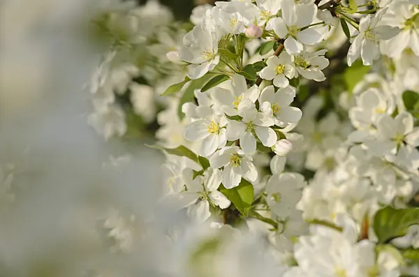 520039 - Crab apple (Malus rockii)