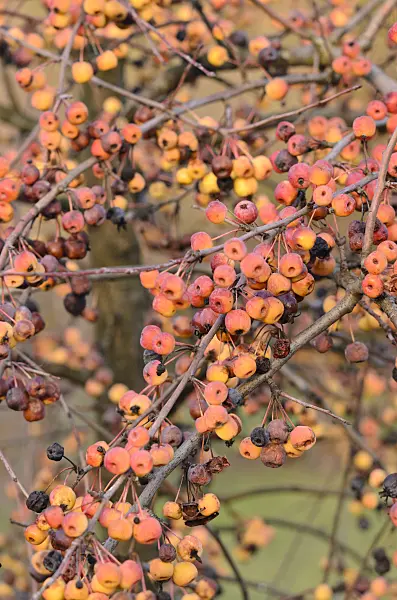 551021 - Crab apple (Malus rockii)