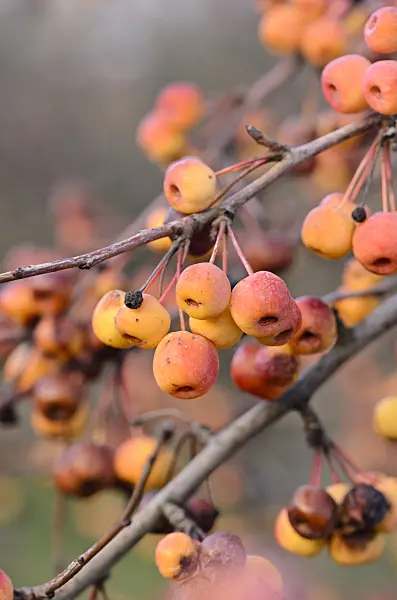 551022 - Crab apple (Malus rockii)