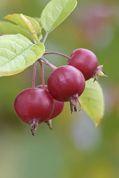 607147 - Crab apple (Malus Roter Pillnitzer)