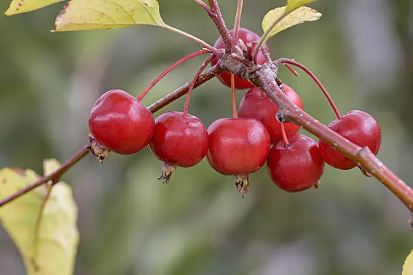 607148 - Crab apple (Malus Roter Pillnitzer)