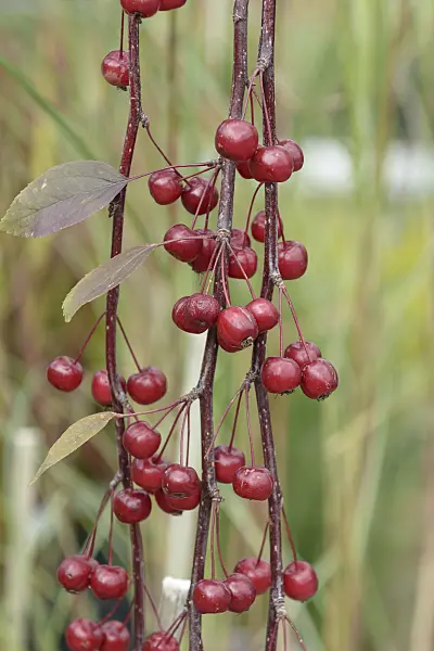 575140 - Crab apple (Malus Royal Beauty)