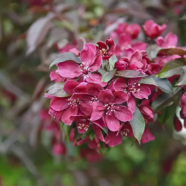 490093 - Crab apple (Malus Royalty)