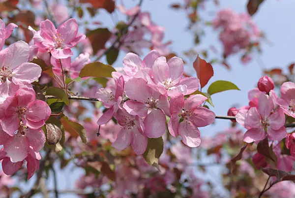 535303 - Crab apple (Malus Rudolph)