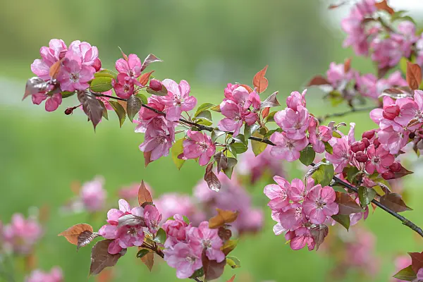 575141 - Crab apple (Malus Rudolph)