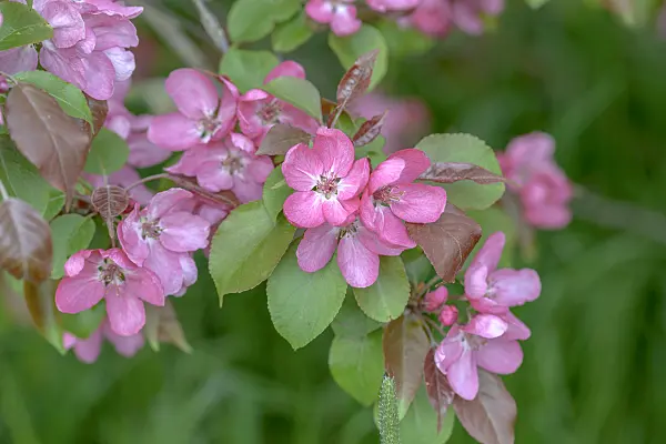 575142 - Crab apple (Malus Rudolph)