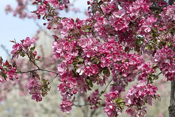 607149 - Crab apple (Malus Rudolph)