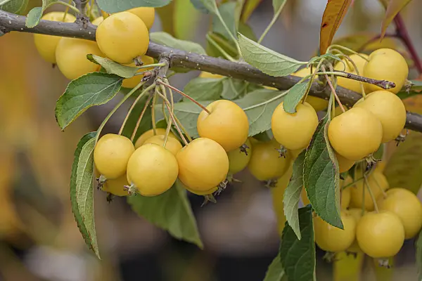 607151 - Crab apple (Malus Sachsengold)