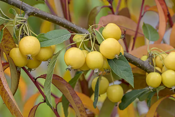 607152 - Crab apple (Malus Sachsengold)