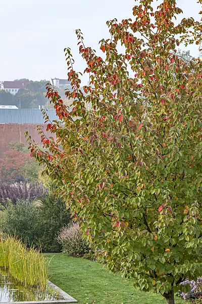 625277 - Crab apple (Malus tschonoskii)