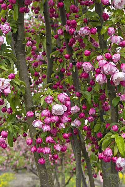 544056 - Crab apple (Malus Van Eseltine)
