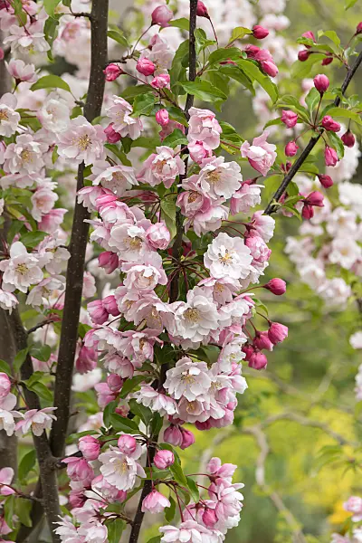 675201 - Crab apple (Malus Van Eseltine)