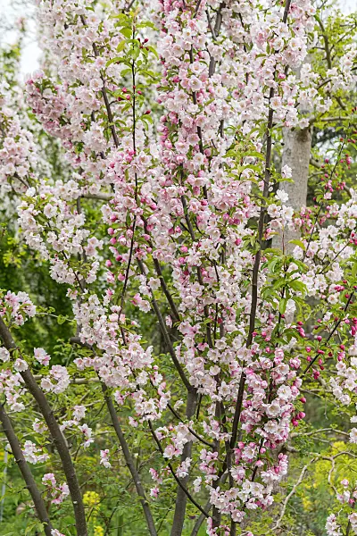 675202 - Crab apple (Malus Van Eseltine)