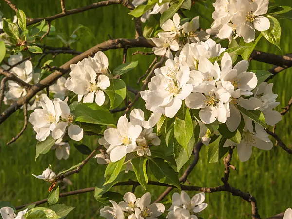 412070 - Crab apple (Malus x gloriosa)