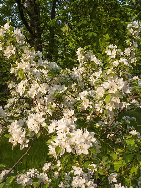 412071 - Crab apple (Malus x gloriosa)