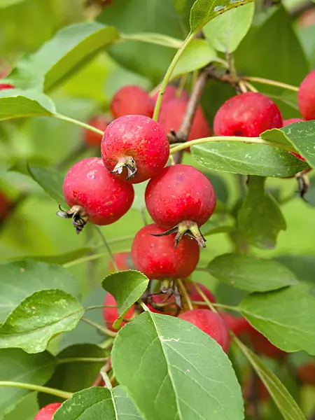 441015 - Crab apple (Malus x gloriosa)