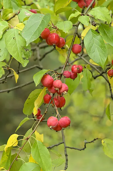 535447 - Crab apple (Malus x gloriosa)
