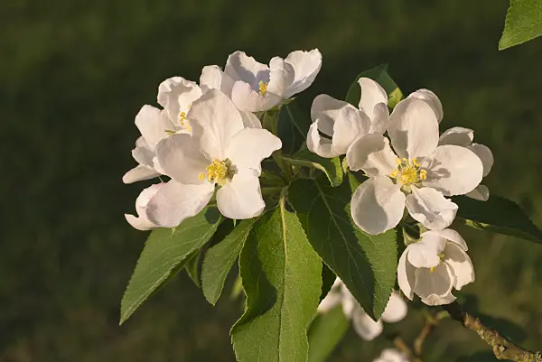 601037 - Crab apple (Malus x gloriosa)