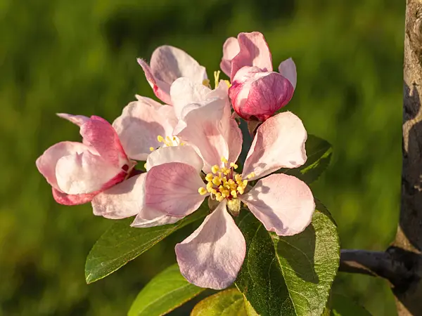 448016 - Crab apple (Malus x micromalus)