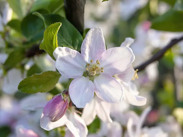 448033 - Crab apple (Malus x micromalus)