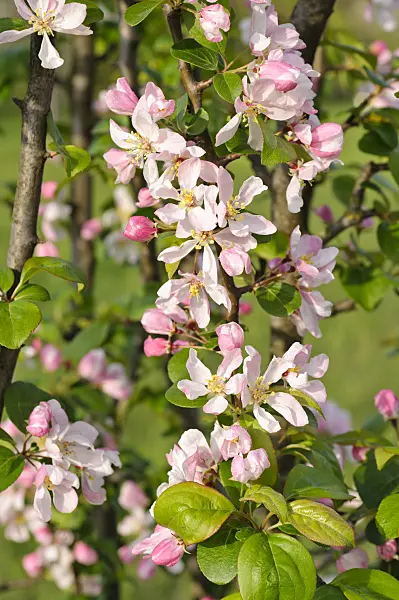 483349 - Crab apple (Malus x micromalus)