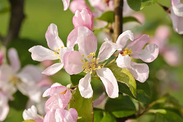 483350 - Crab apple (Malus x micromalus)